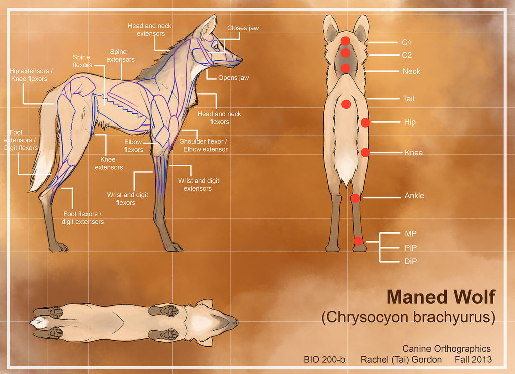 Maned Wolf svg #7, Download drawings