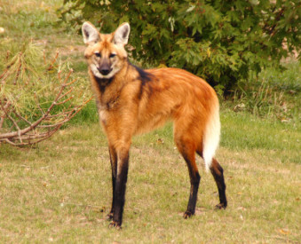 Maned Wolf svg #15, Download drawings