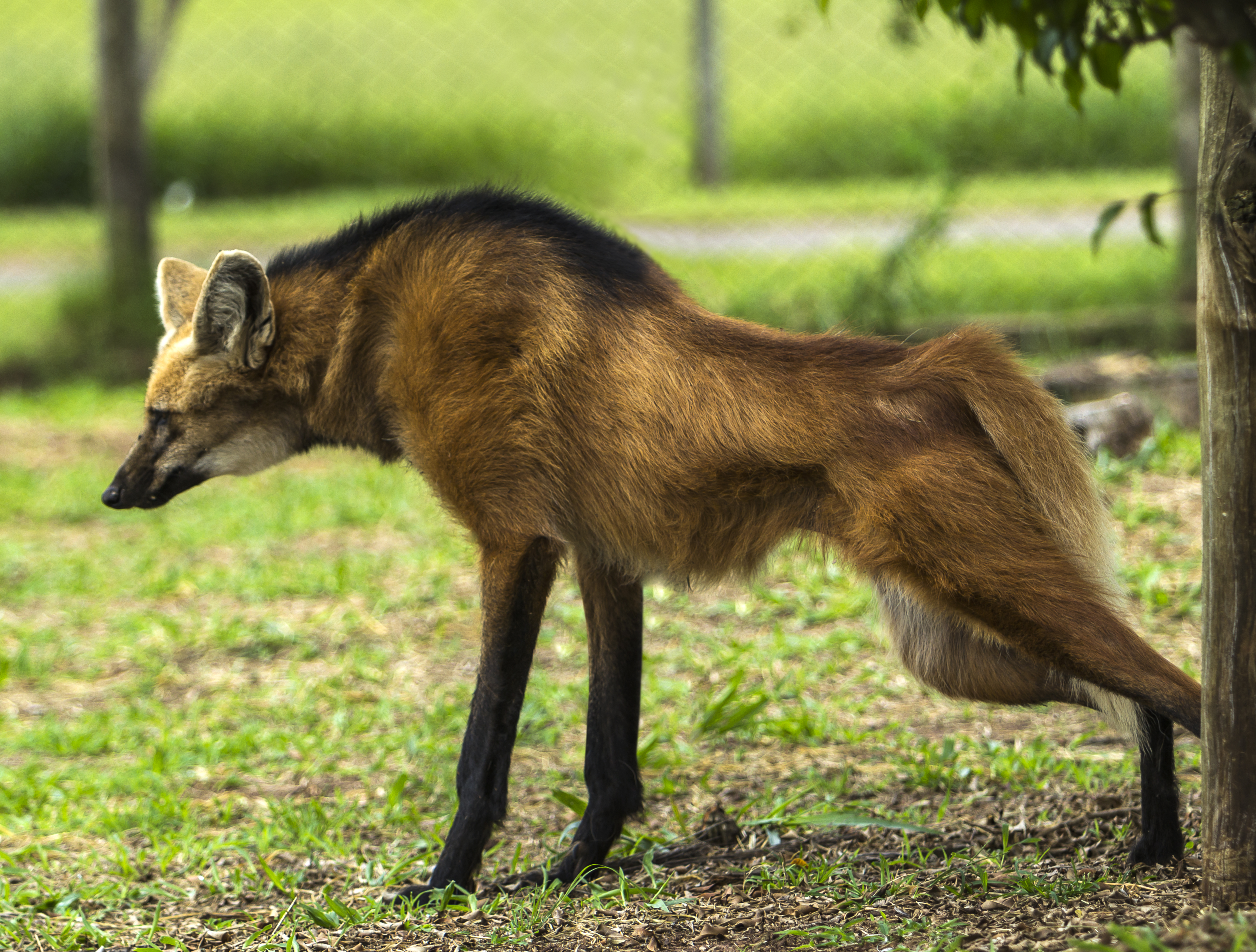Maned Wolf svg #3, Download drawings