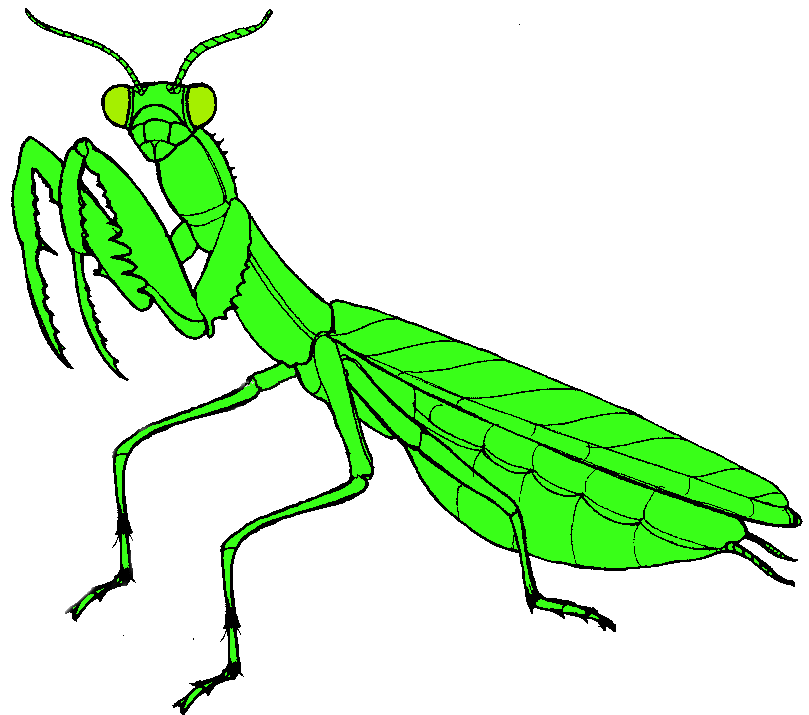 Mantis clipart #17, Download drawings