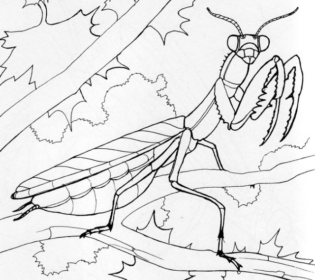 Download Praying Mantis coloring for free - Designlooter 2020 👨‍🎨