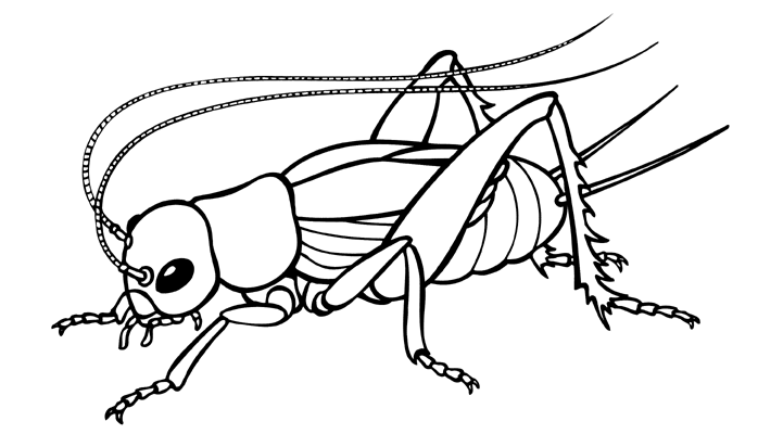 Mantis coloring #15, Download drawings