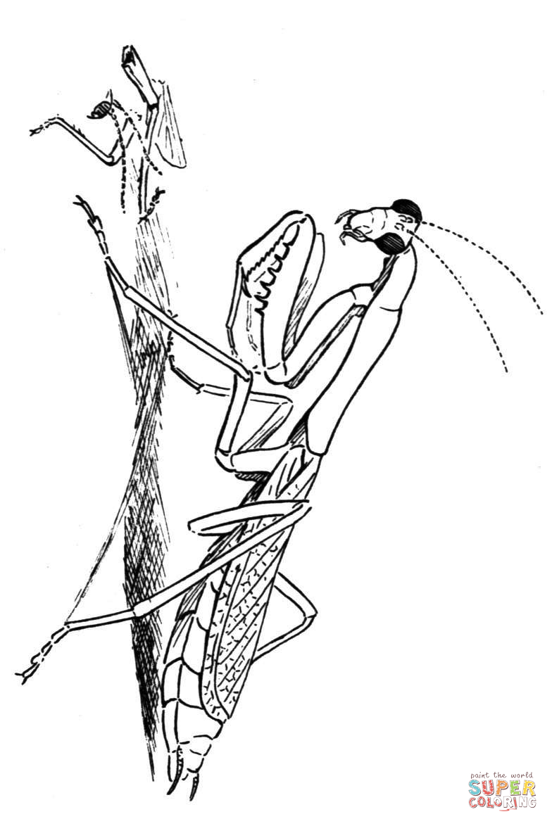 Mantis coloring #3, Download drawings