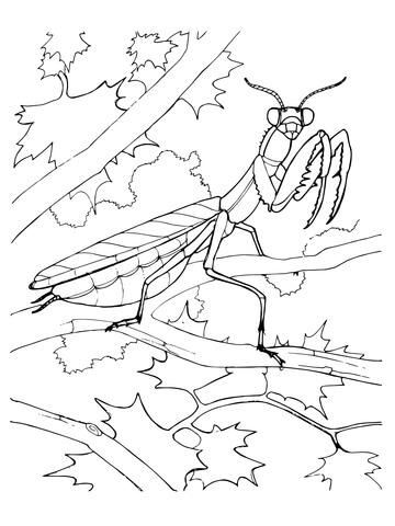 Mantis coloring #9, Download drawings