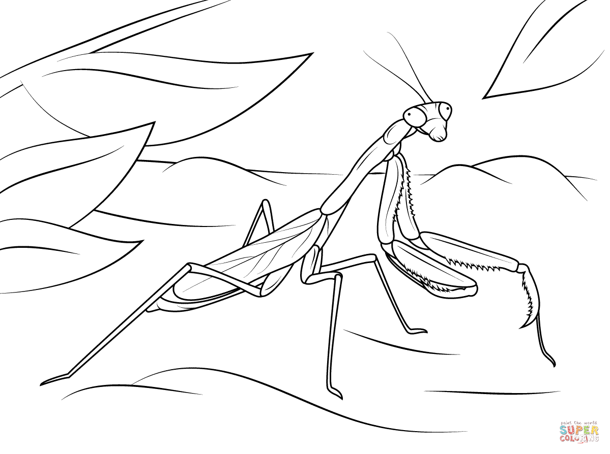 Mantis coloring #14, Download drawings