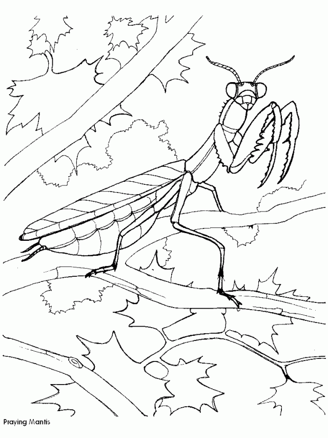Mantis coloring #4, Download drawings
