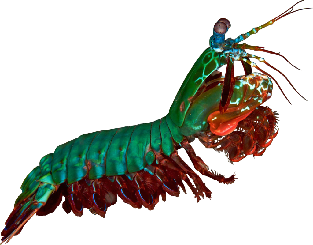Mantis Shrimp clipart #20, Download drawings