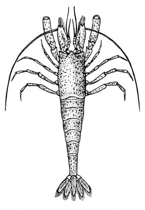 Mantis Shrimp clipart #13, Download drawings
