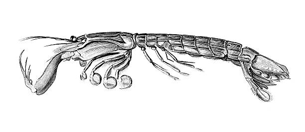 Mantis Shrimp clipart #17, Download drawings