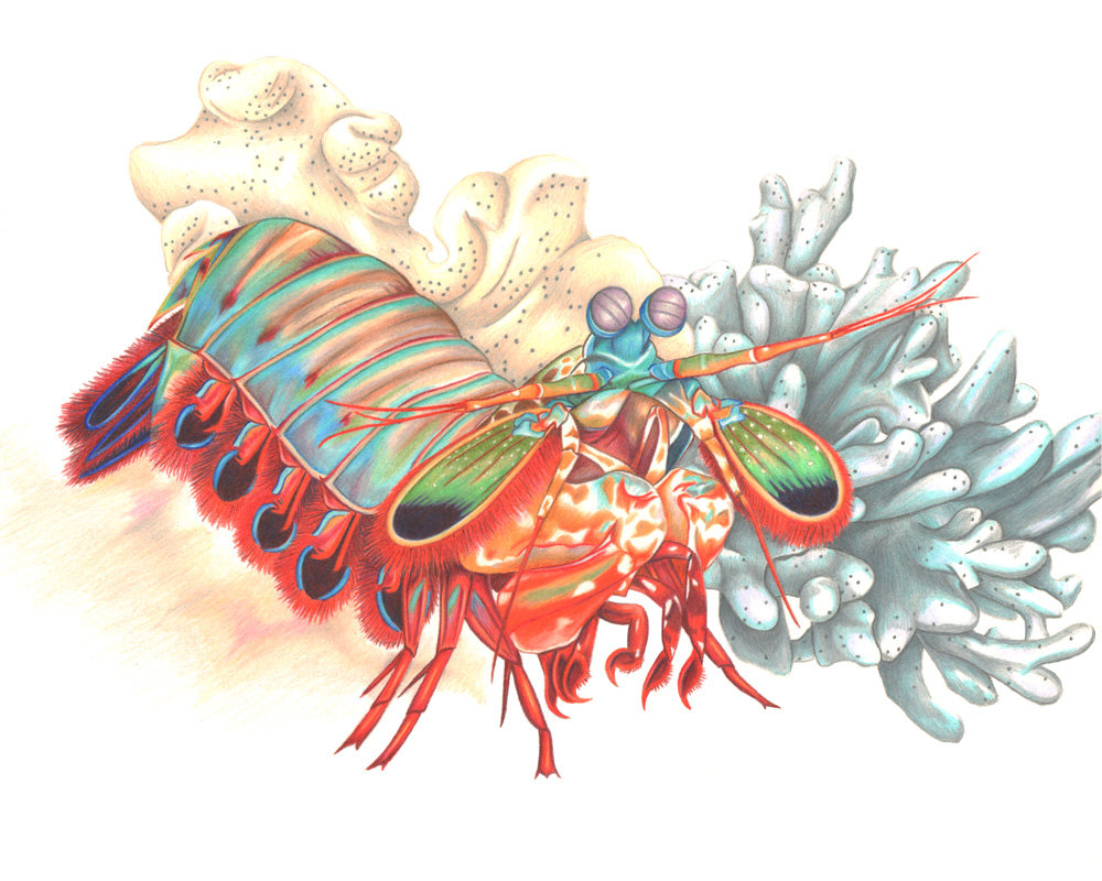 Mantis Shrimp clipart #9, Download drawings