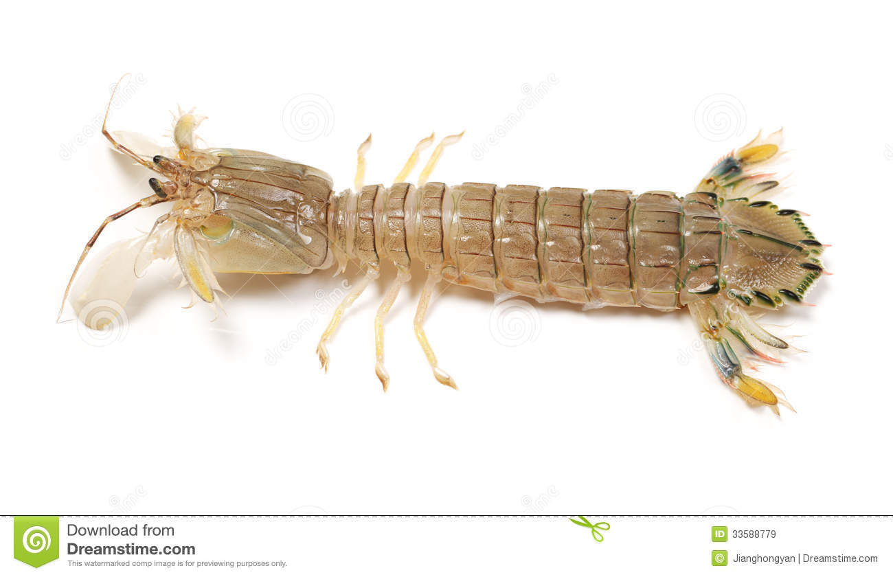 Mantis Shrimp clipart #8, Download drawings