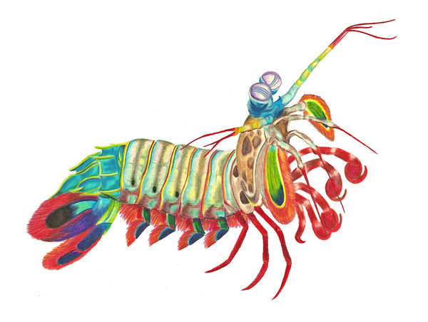 Mantis Shrimp clipart #11, Download drawings