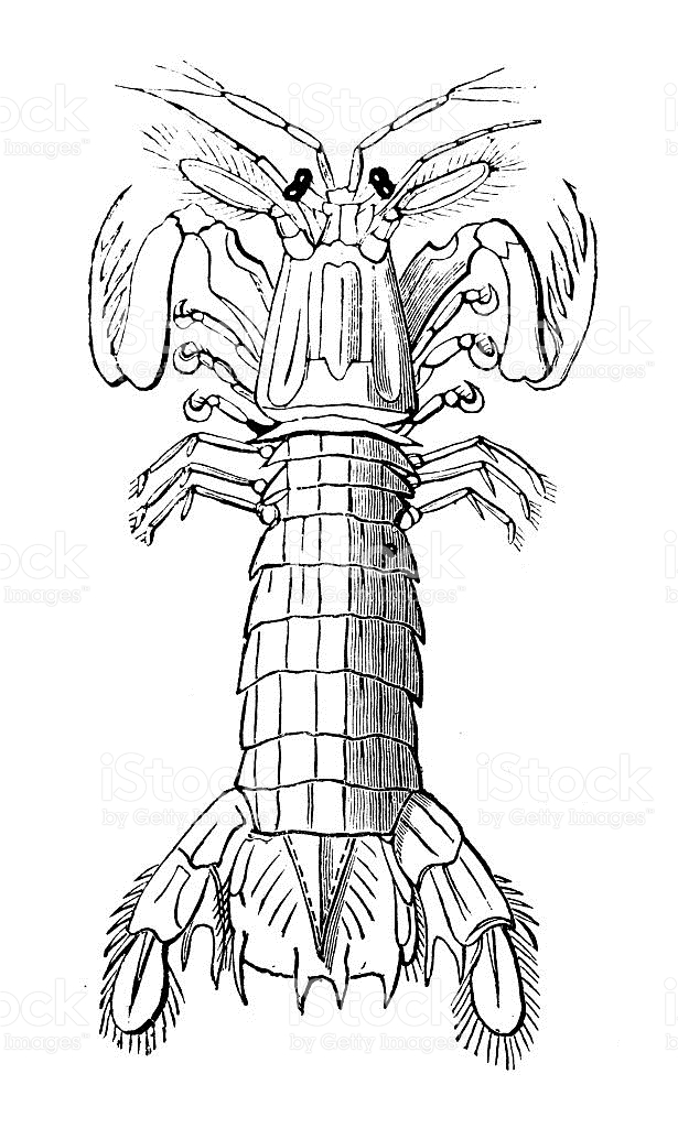 Mantis Shrimp clipart #6, Download drawings