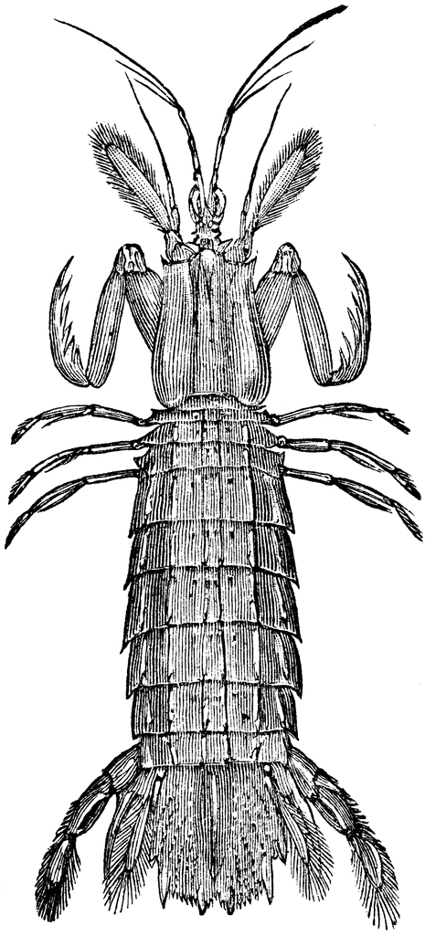 Mantis Shrimp clipart #7, Download drawings