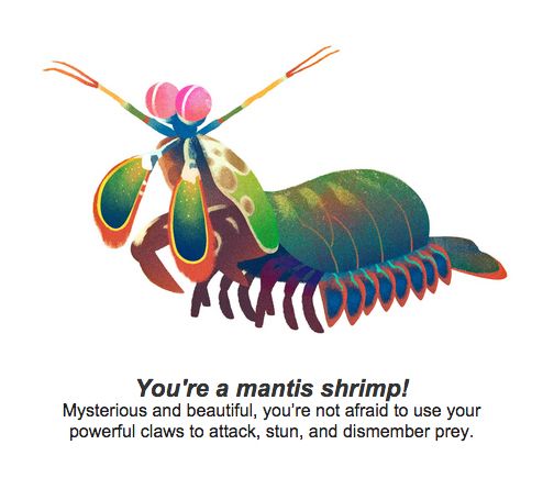 Mantis Shrimp clipart #14, Download drawings