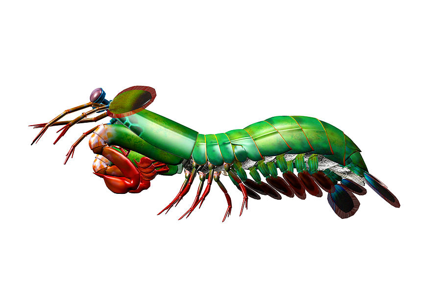 Mantis Shrimp clipart #10, Download drawings