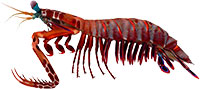 Mantis Shrimp clipart #18, Download drawings