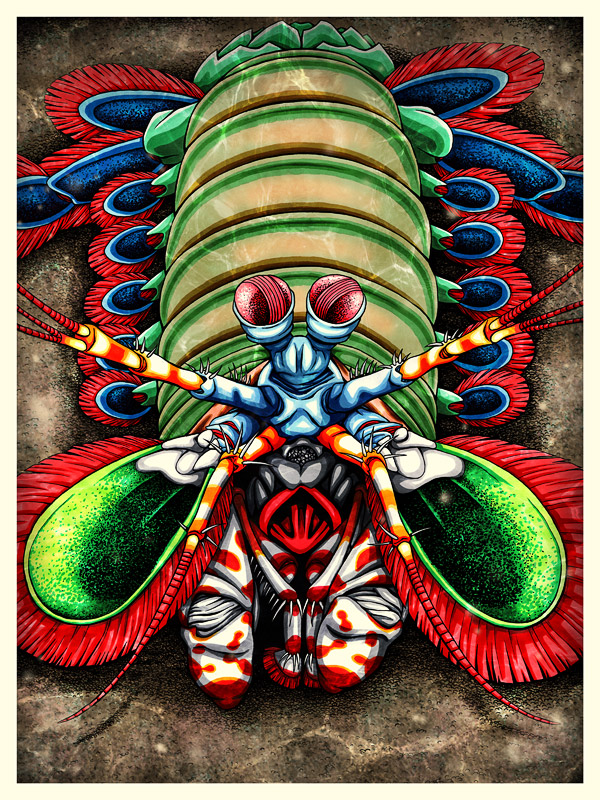 Mantis Shrimp coloring #13, Download drawings