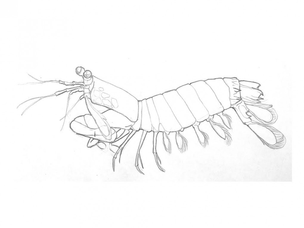 Mantis Shrimp coloring #10, Download drawings
