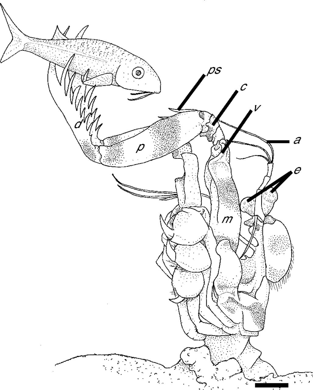 Mantis Shrimp coloring #17, Download drawings