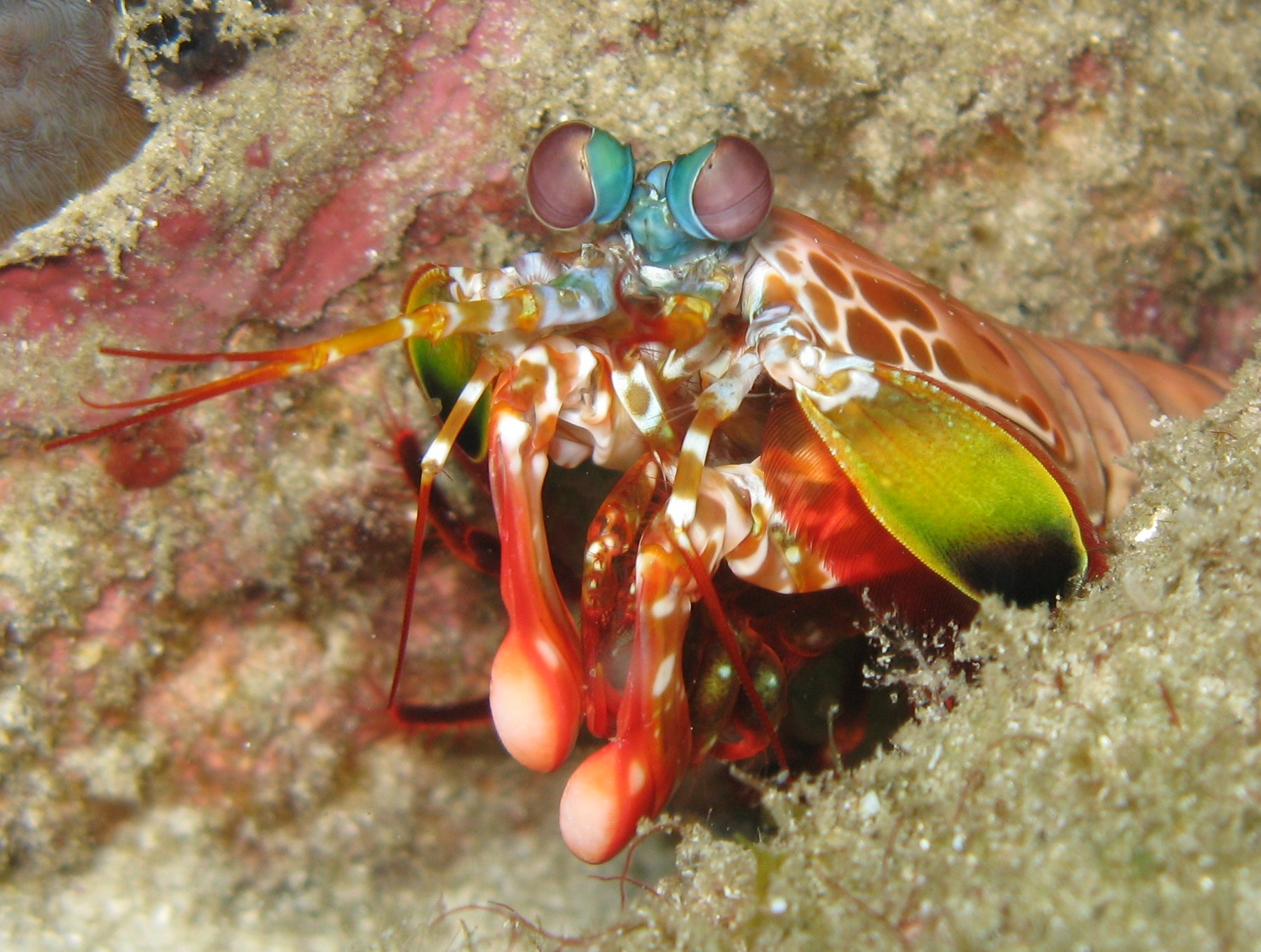 Mantis Shrimp coloring #15, Download drawings