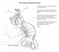 Mantis Shrimp coloring #7, Download drawings