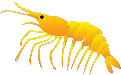 Mantis Shrimp svg #20, Download drawings