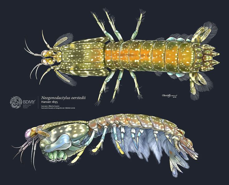 Mantis Shrimp svg #13, Download drawings