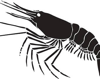 Mantis Shrimp svg #11, Download drawings