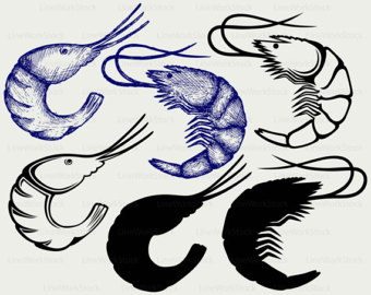 Mantis Shrimp svg #4, Download drawings