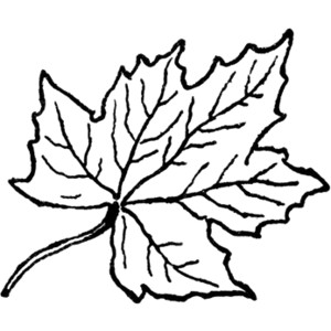 Maple Leaf clipart #11, Download drawings
