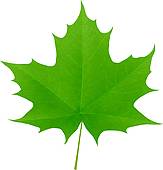 Maple Leaf clipart #7, Download drawings