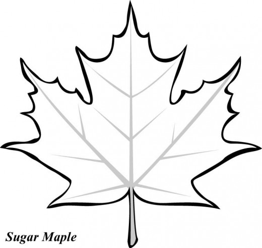 Maple Leaf coloring #13, Download drawings