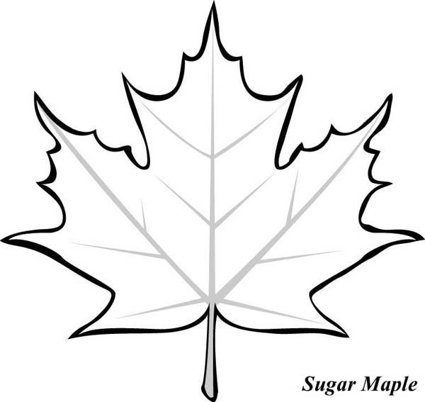 Maple Leaf coloring #7, Download drawings