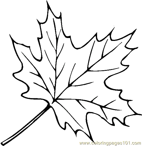 Maple Leaf coloring #6, Download drawings