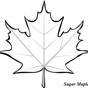 Maple Leaf coloring #8, Download drawings