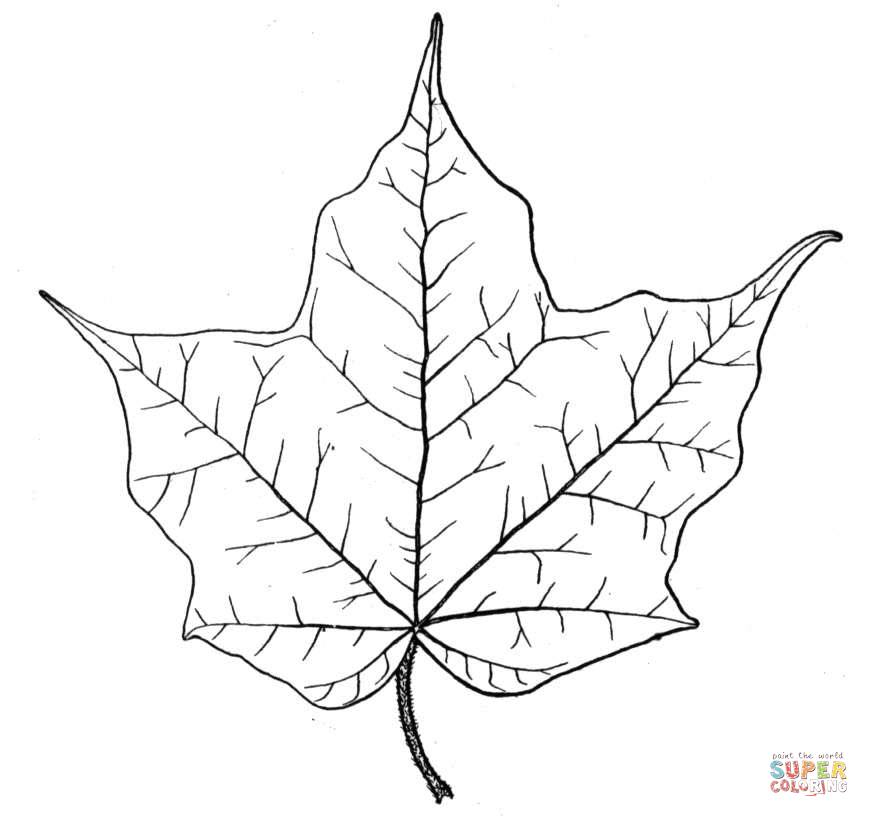 Maple Leaf coloring #1, Download drawings