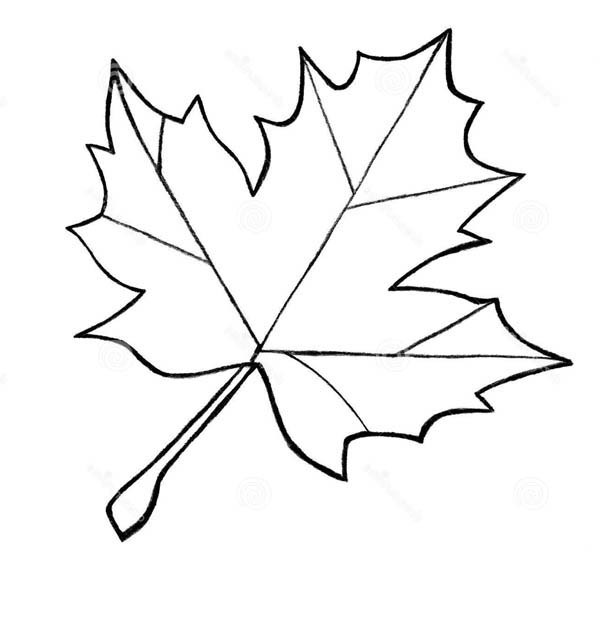 Maple Leaf coloring #19, Download drawings
