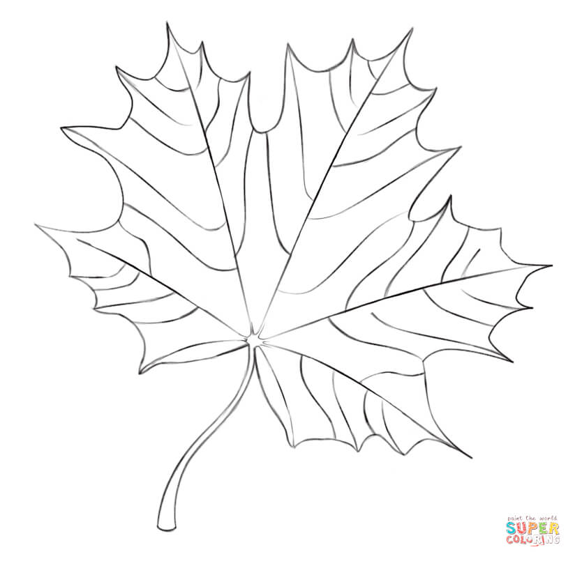Maple Leaf coloring #11, Download drawings
