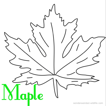 Maple Leaf coloring #14, Download drawings