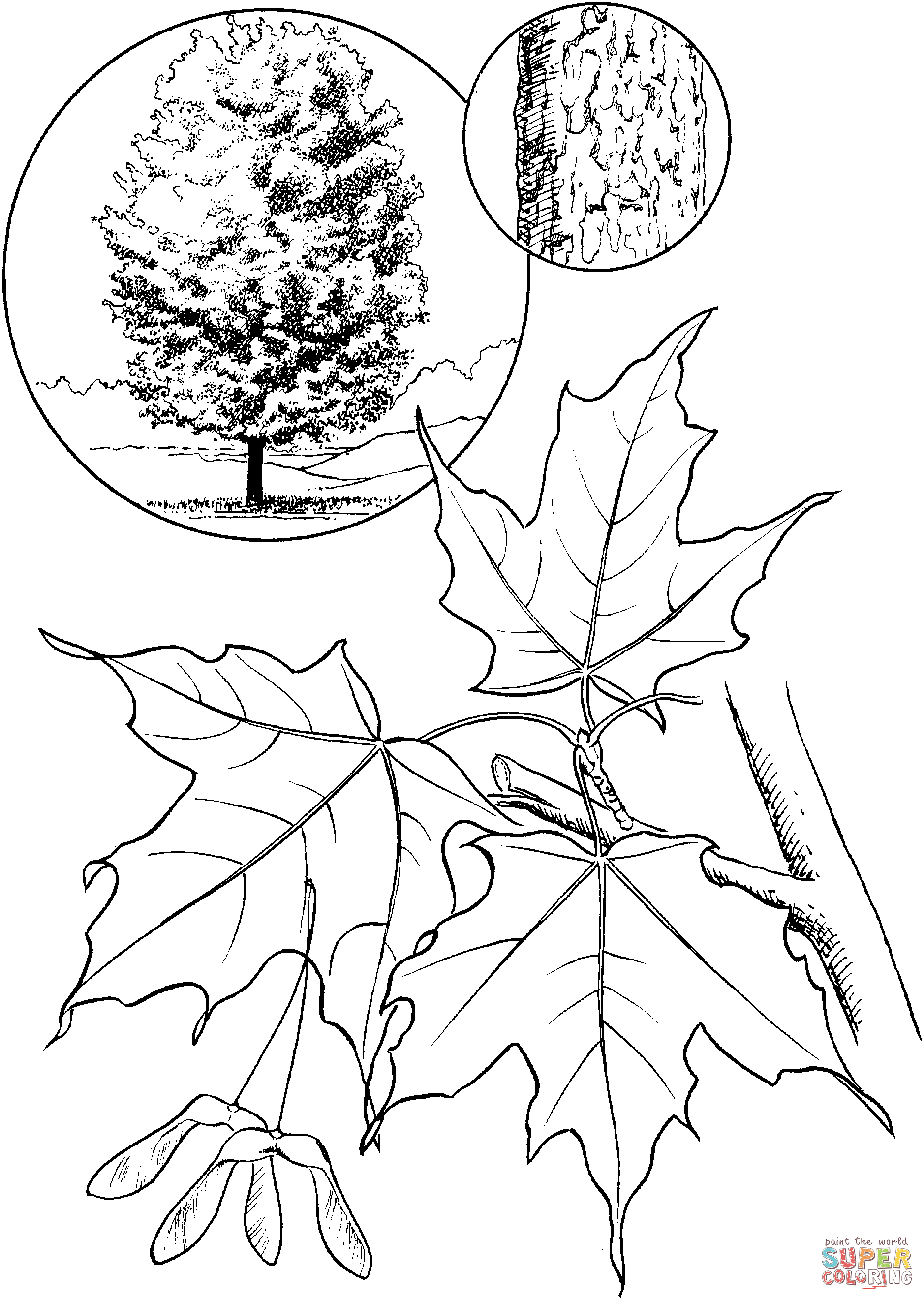 Maple Tree coloring #14, Download drawings
