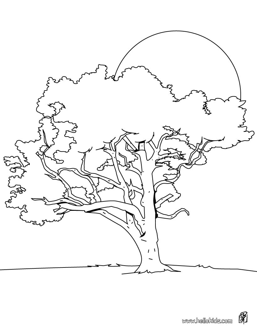 Maple Tree coloring #5, Download drawings