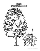 Maple Tree coloring #2, Download drawings