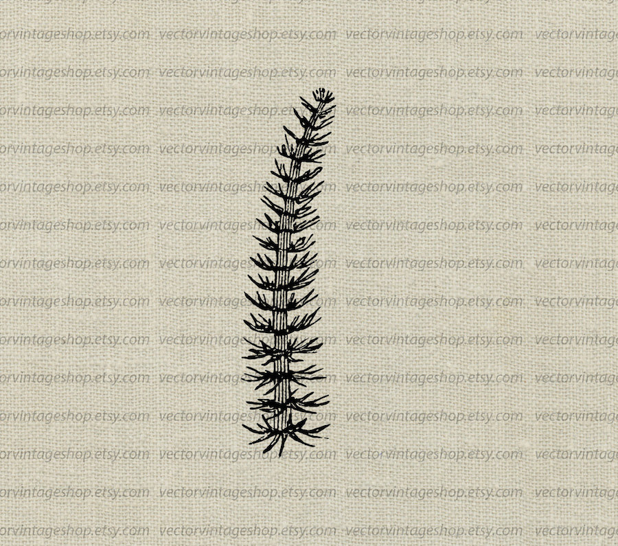 Mares Tails svg #5, Download drawings