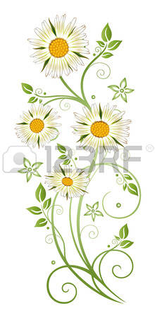 Marguerite Daisy clipart #13, Download drawings