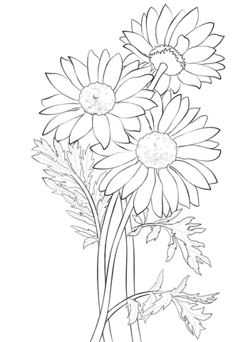 Marguerite Daisy coloring #11, Download drawings