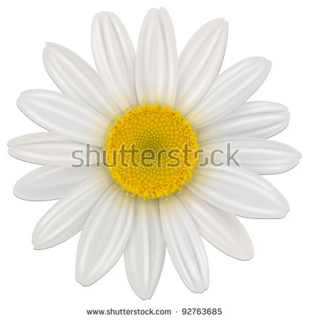 Marguerite Daisy svg #14, Download drawings