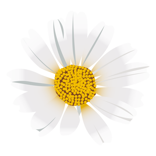 Marguerite Daisy svg #8, Download drawings