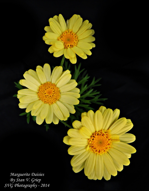 Marguerite Daisy svg #18, Download drawings