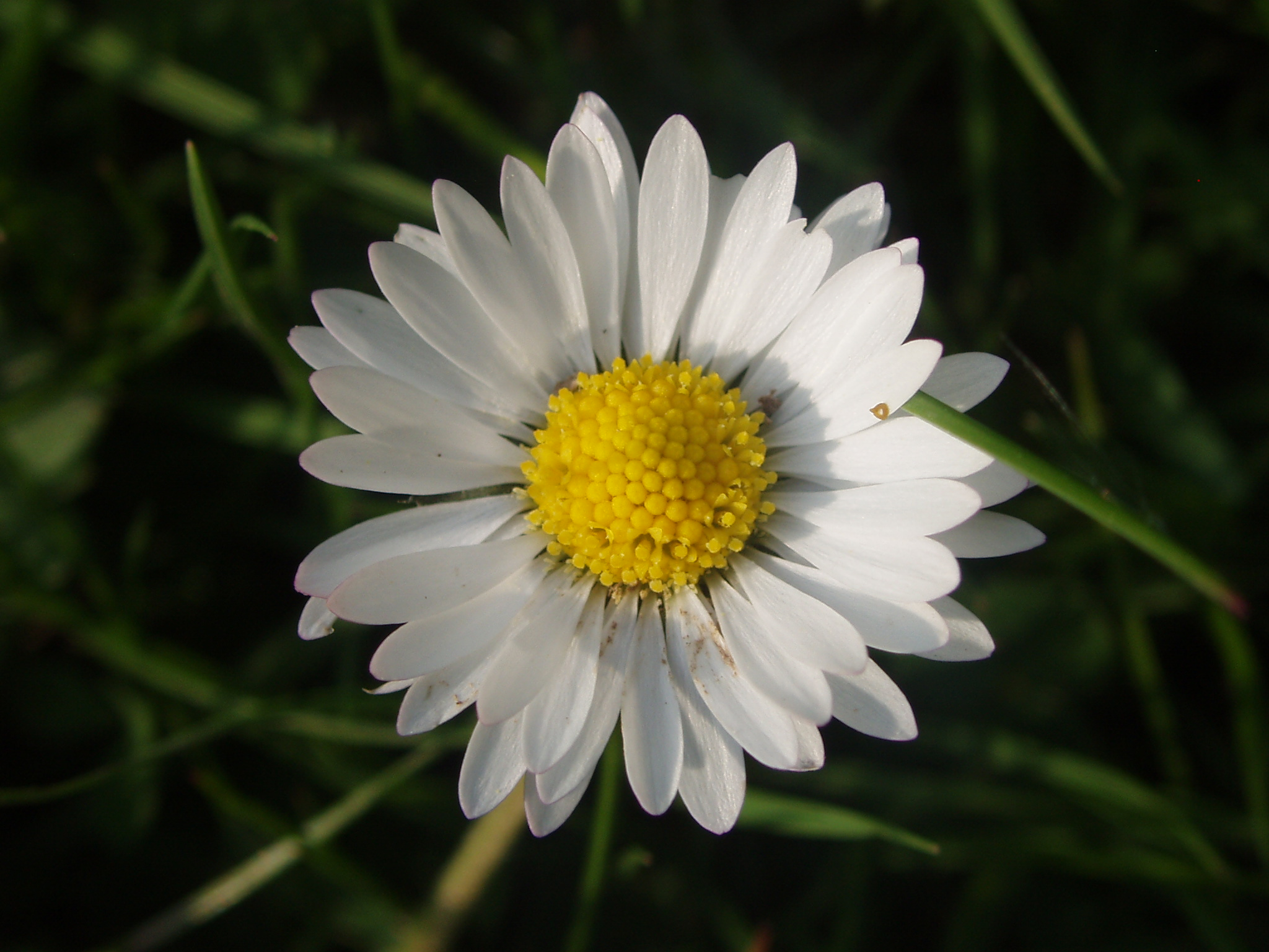 Marguerite Daisy svg #3, Download drawings